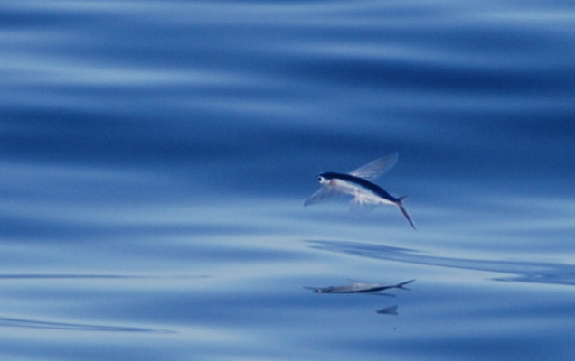 sn-flyingfish1.jpg