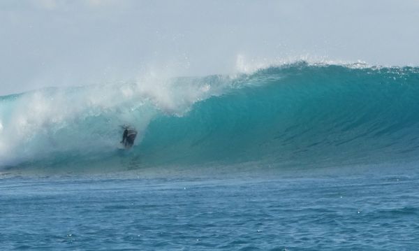 Finless1a.jpg