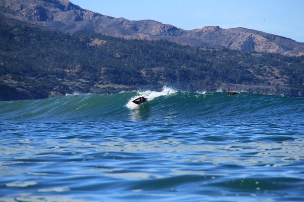 Dead Trees, Dec, 2012 0083.jpg