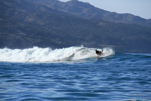 Dead Trees, Dec, 2012 0127.jpg